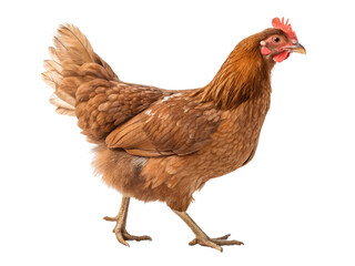 Fototapeta premium Brown Chicken Walking Isolate on transparent background cutout, PNG file, Cutout file