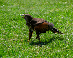 Hawk walking on green grass in natural environment during daytime
