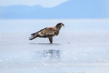 Young bald eagle stands on shallow water holding its catch against a backdrop of mountains and clear sky
