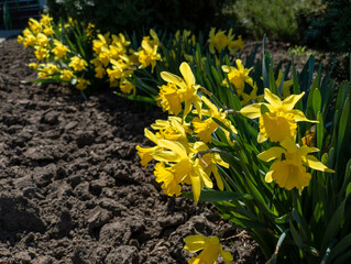 A field of yellow daffodils in the middle of a garden