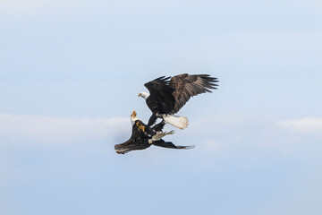 Bald eagles engage in aerial struggle above a serene blue sky during daylight hours in a natural habitat