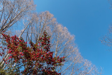 晴れ渡った春の日　大きなサザンカの木とメタセコイアの木　滋賀県大津市びわこ文化公園