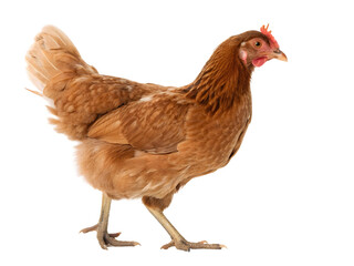 Brown Chicken Walking Isolate on transparent background cutout, PNG file, Cutout file