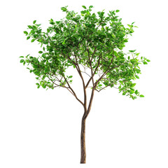 Closeup view of a vibrant green tree against a transparent background highlighting its natural beauty and intricate, Tree on transparent background, real close up decorate tree in brown pod isolate