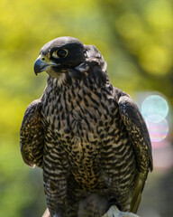 Falcon perched on a branch in a sunny environment, showcasing its striking features and keen gaze