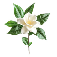 Naklejka premium Beautiful magnolia flower with vibrant green leaves displayed on a white background for decorative purposes