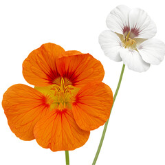 Nasturtium Flowers: Orange and White Blooms