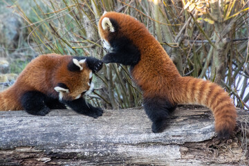 Fototapeta premium Red panda cubs playfully interact on a fallen log in a serene natural environment during the afternoon hours