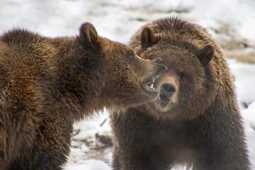 Grizzly bears interacting in the snowy wilderness during early morning hours in a national park setting