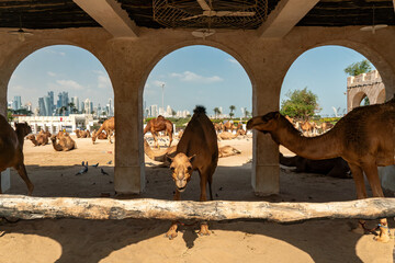 camels in pen against the backdrop of an urban landscape.