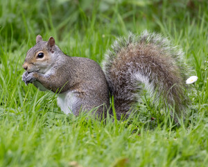 Squirrel munching on food in a lush green park during a sunny day in springtime