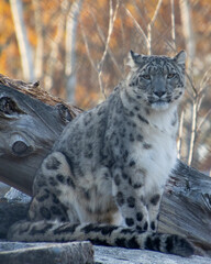 Obraz premium Snow leopard rests on a log in a forest during autumn with colorful foliage in the background