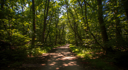 Fototapeta premium Sunlight Filtering Through Trees Along a Dirt Path in Lush Forest