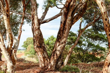 eucalyptus trees in australian bushland and hiking trai on the banks of the werribee river
