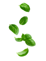 Obraz premium Falling basil, isolated on white background, full depth of field