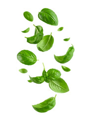 Fototapeta premium Falling basil, isolated on white background, full depth of field