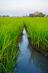Obraz premium Lush green rice field with water canal, reflecting sky, rural landscape, agriculture, peaceful and natural environment