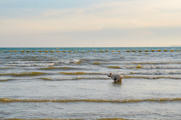 Dog playing in shallow sea water, joyful pet enjoying beach waves under soft sky, peaceful coastal scene