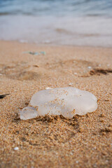 Jellyfish washed ashore on sandy beach, close up of translucent marine animal with ocean in background, calm and natural scene