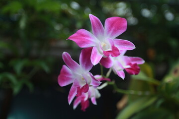 Cooktown Orchid
