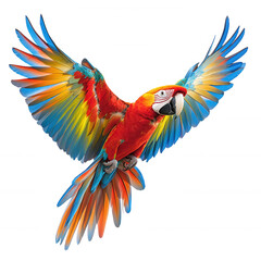 Fototapeta premium Scarlet macaw parrot flying colorful wings exotic bird isolated black background on transparent background