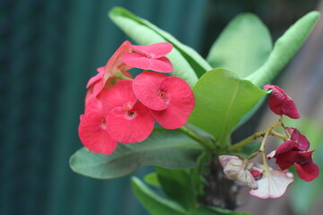 Crown-of-thorns
