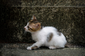 Adorable Stray Kitten Sitting on Concrete Steps Outdoors