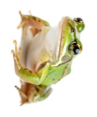 Extreme close up and left side view photo of single green frog isolated and generated with AI in png file format