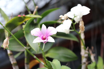 Cooktown Orchid
