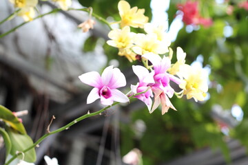 Cooktown Orchid
