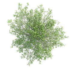 Abstract green plant specimen closeup