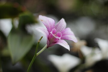 Cooktown Orchid
