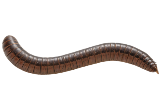 worm_,_Ultra_sharp