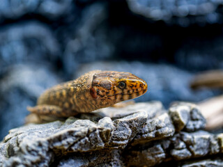 餌を食べるイボヨルトカゲ