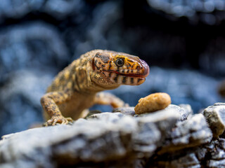 餌を食べるイボヨルトカゲ