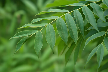 "Fresh Green Curry Leaves on Natural Background - Herbal Plant Closeup"