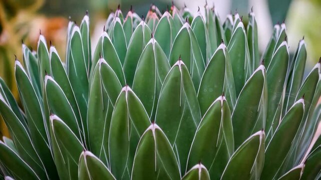 Close-up View of Vibrant Green Succulent Plant Showcasing Sharp Pointed Leaves and Intricate Patterns in Natural Light