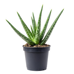 Obraz premium Aloe vera plant in a black pot on a transparent background, showcasing its vibrant green leaves and unique texture, Whole aloe vera plant