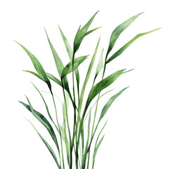 Fototapeta premium Closeup grayish green plant leaves