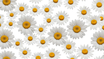 A vibrant collection of daisies with bright yellow centers against a black background.