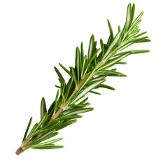 Fototapeta premium Closeup green plant stem macro photography