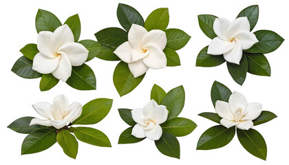 Collection of beautiful white gardenia flowers with lush green leaves on a white background.