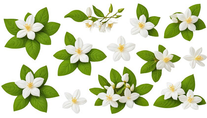 Collection of white flowers with green leaves on a white isolated background.