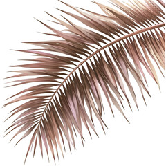 Obraz premium Closeup light brown pink feather detailed vanes