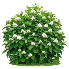Closeup lush green shrub with white flowers