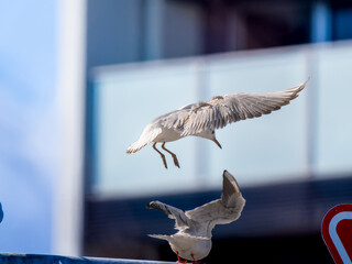 空を飛ぶユリカモメ