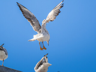 空を飛ぶユリカモメ