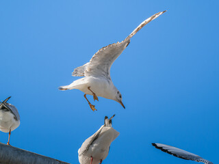 空を飛ぶユリカモメ