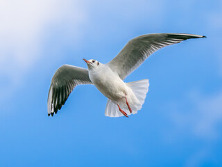 空を飛ぶユリカモメ
