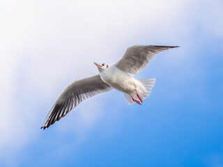 空を飛ぶユリカモメ